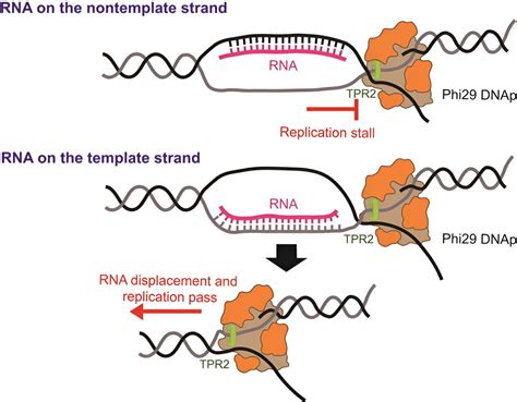 real time dna replication